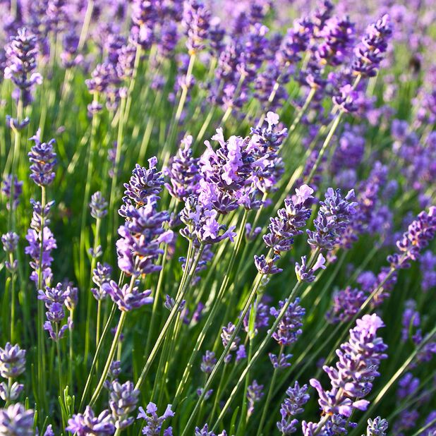Top 80+ imagen plantagen lavendel
