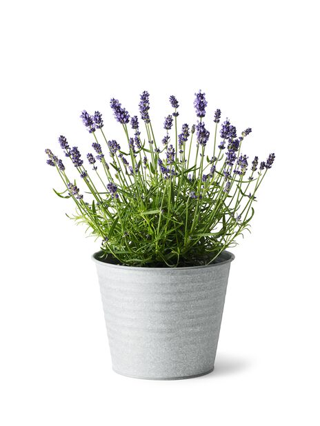 Lavendel, Ø17 cm, Blå