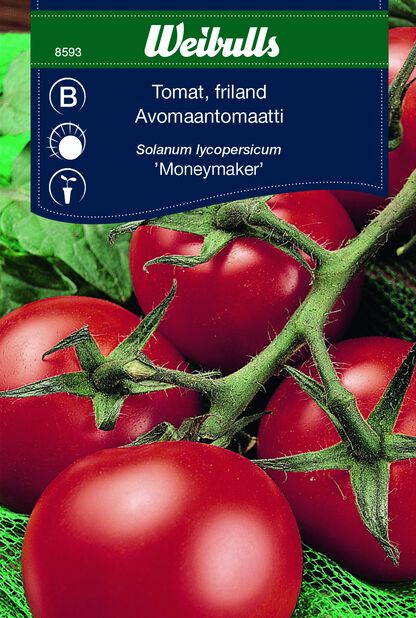 Tomat friland 'Moneymaker'