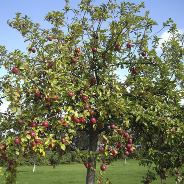 Äpple familjeträd, Höjd 150-200 cm, Flerfärgad