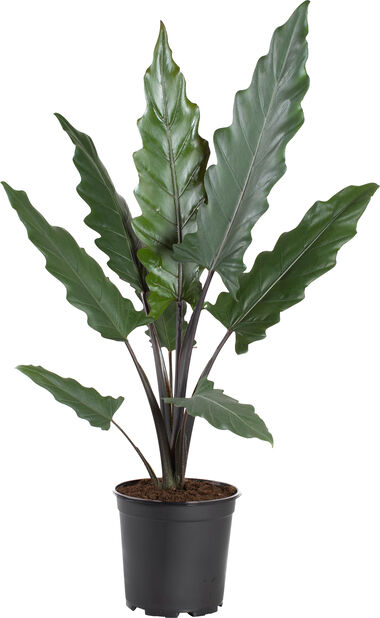 Papuasköld, Höjd 60 cm, Grön
