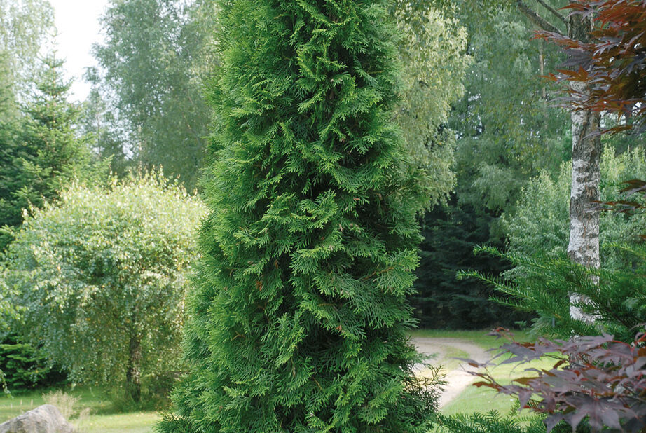 Tuja 'Smaragd' Höjd 60-70 cm Grön | Plantagen