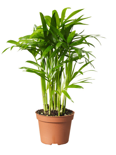 Grönväxt mini , Höjd 7 cm, Grön