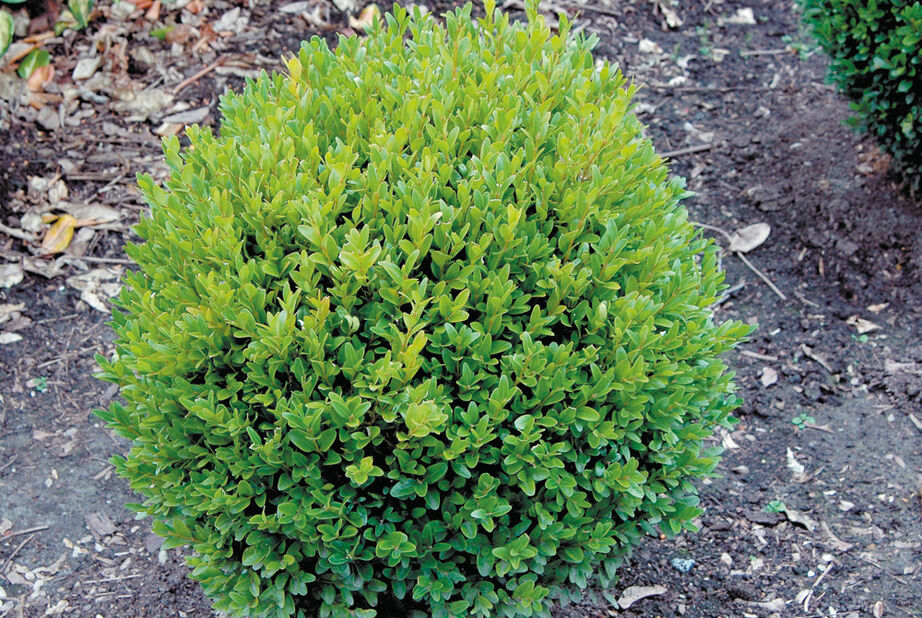 Trädbuxbom 'Arborescens', boll, Ø29 cm, Grön