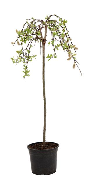 Hängsälg 'Kilmarnock', Höjd 50-70 cm, Grön