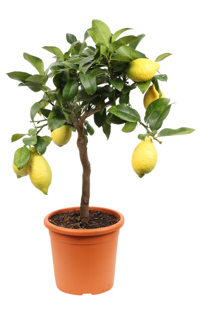 Citron på stam, Ø21 cm, Gul