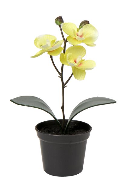 Orkidé konstgjord, Längd 20 cm, Gul
