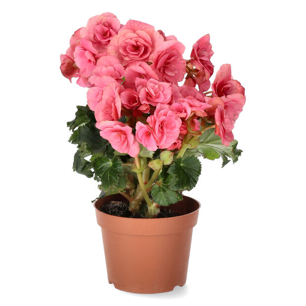 Begonia Höjd 25 cm Rosa | Plantagen