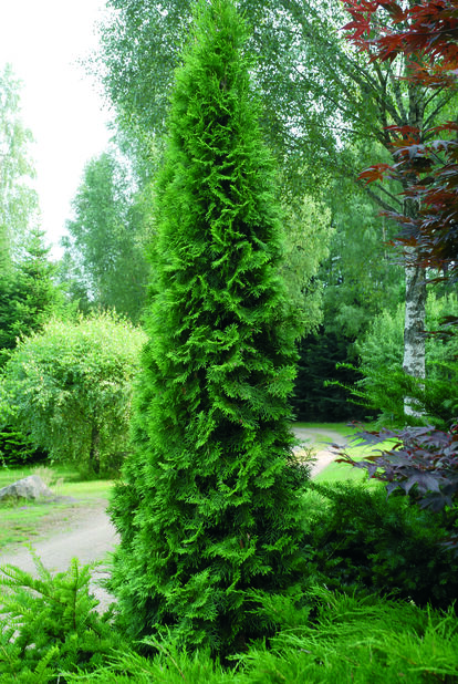 Tuja 'Smaragd' Höjd 80-100 cm Grön | Plantagen