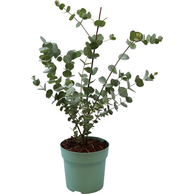 Silvereukalyptus 'Azura', Ø12 cm, Grå