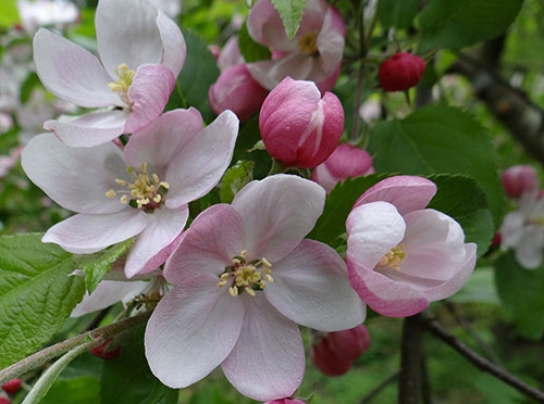 Äppelträd blommor