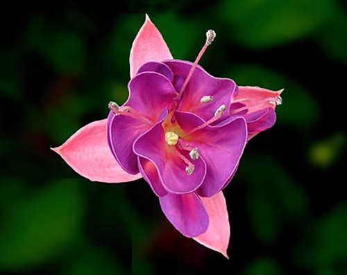 fuchsia blomma