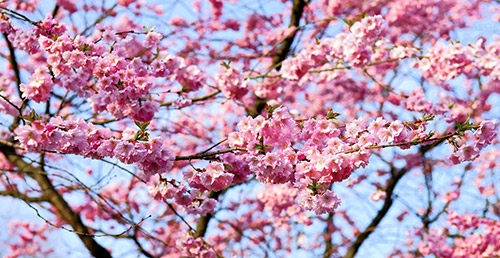 körsbärsträd rosa blommor